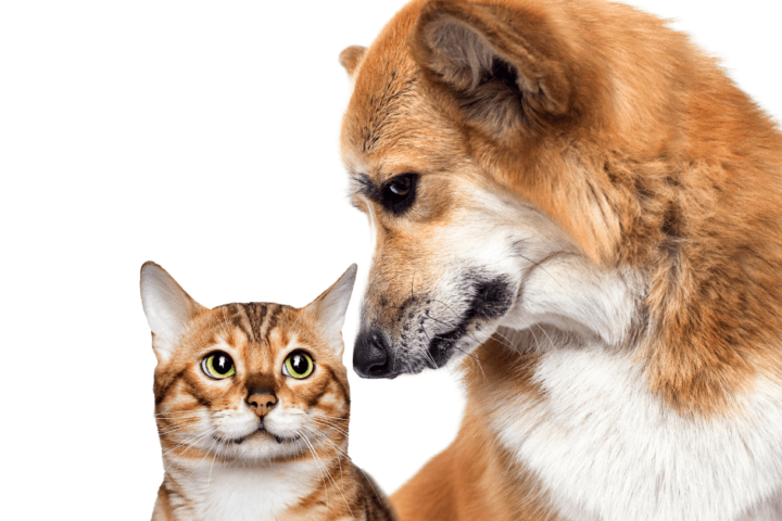 view Dog and cat