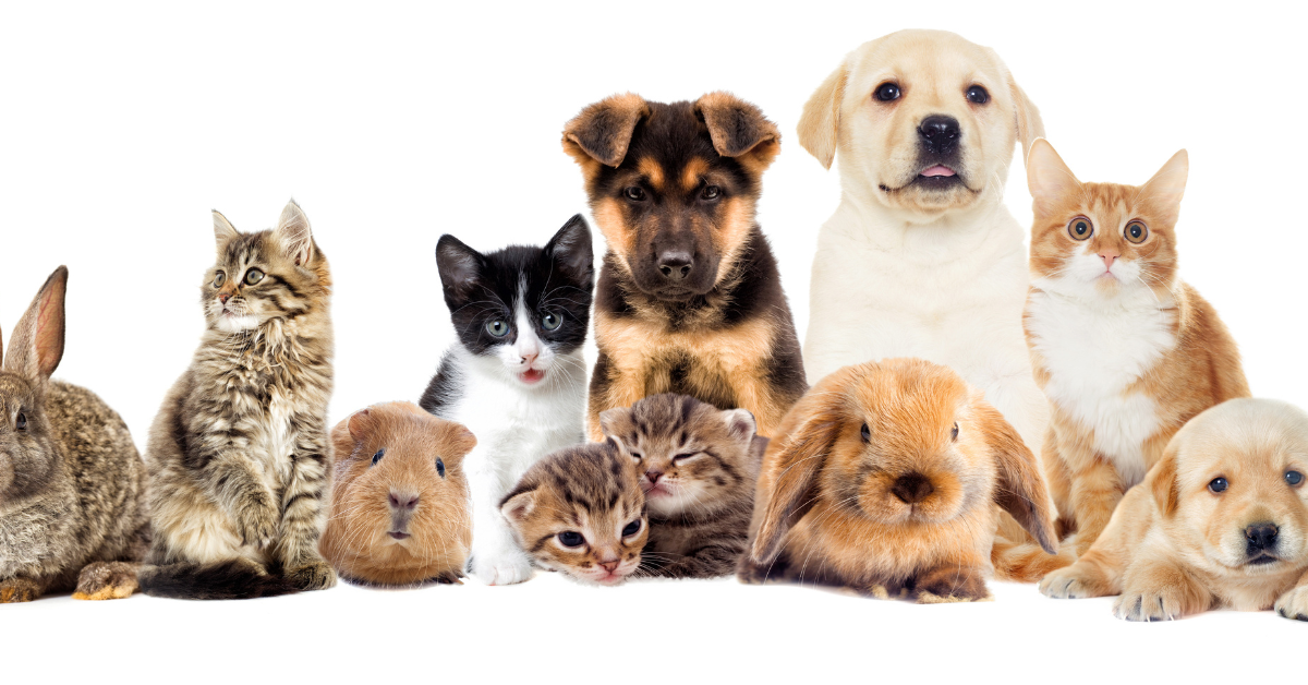 Pets page