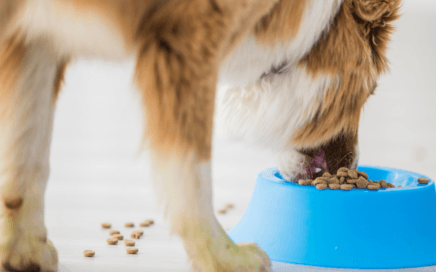 side view dog eating