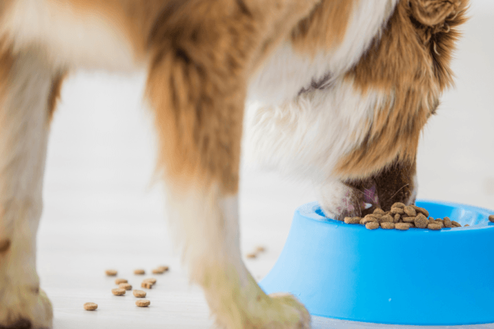 side view dog eating