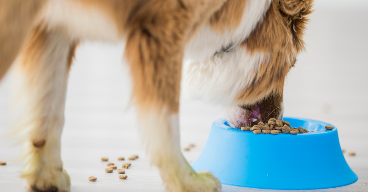side view dog eating