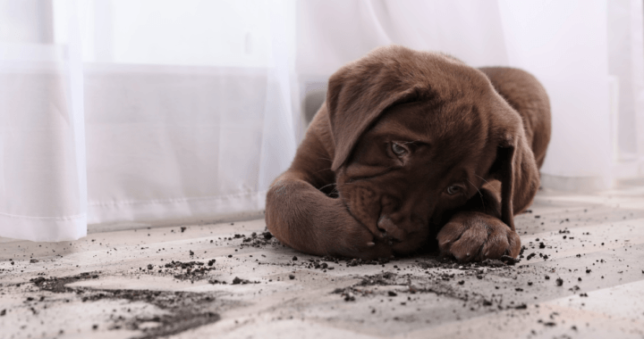 dirty floor use a rechargeable vacuum to clean