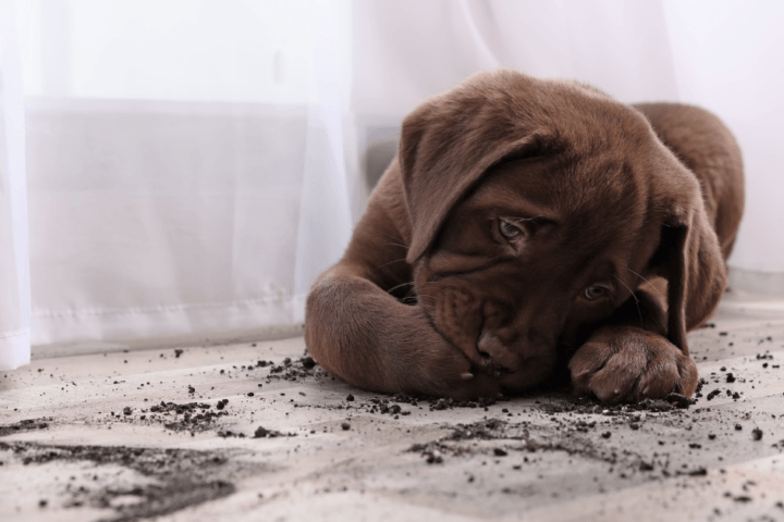 dirty floor use a rechargeable vacuum to clean