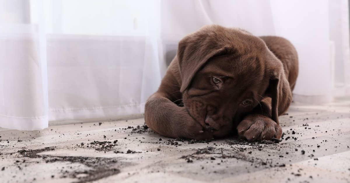 dirty floor use a rechargeable vacuum to clean