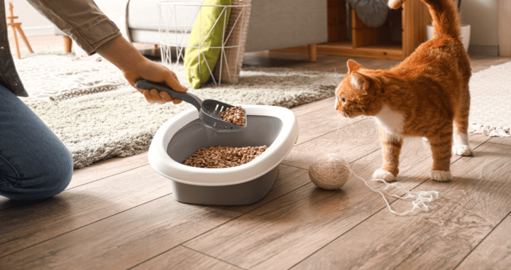 cat litter pan scooper