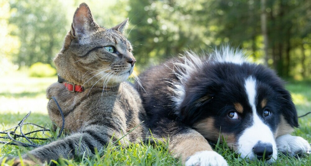 best nutrition for pets