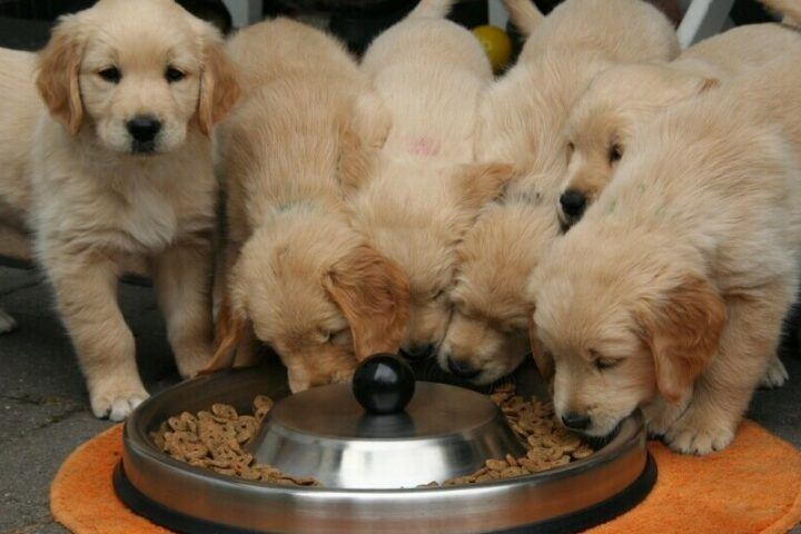 healthy pet foods