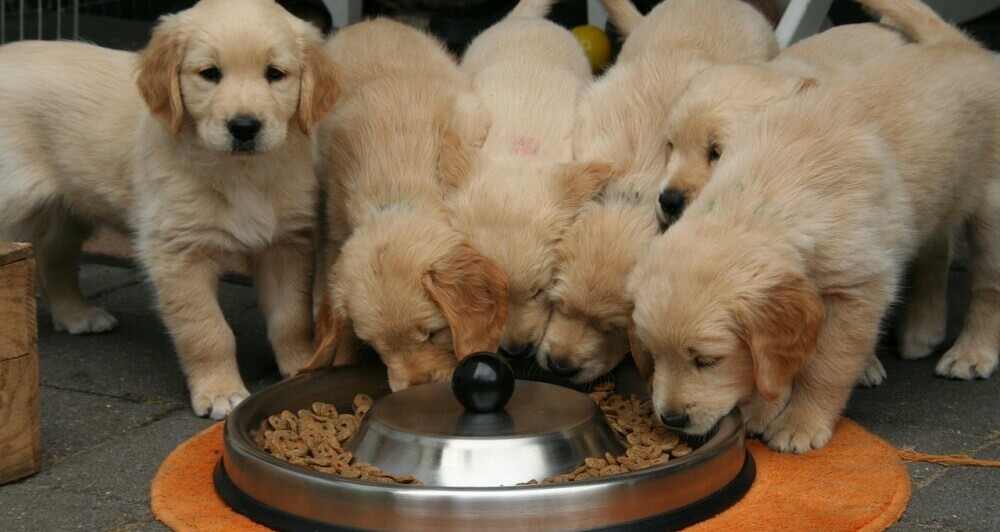 healthy pet foods