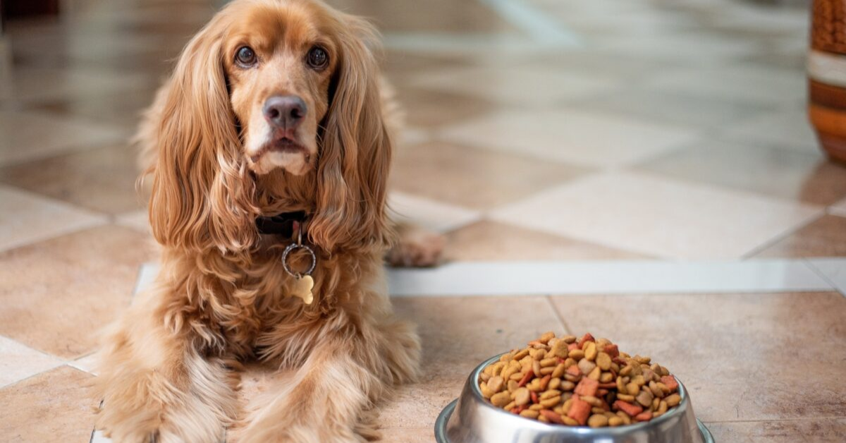 The difference categories of foods for dogs
