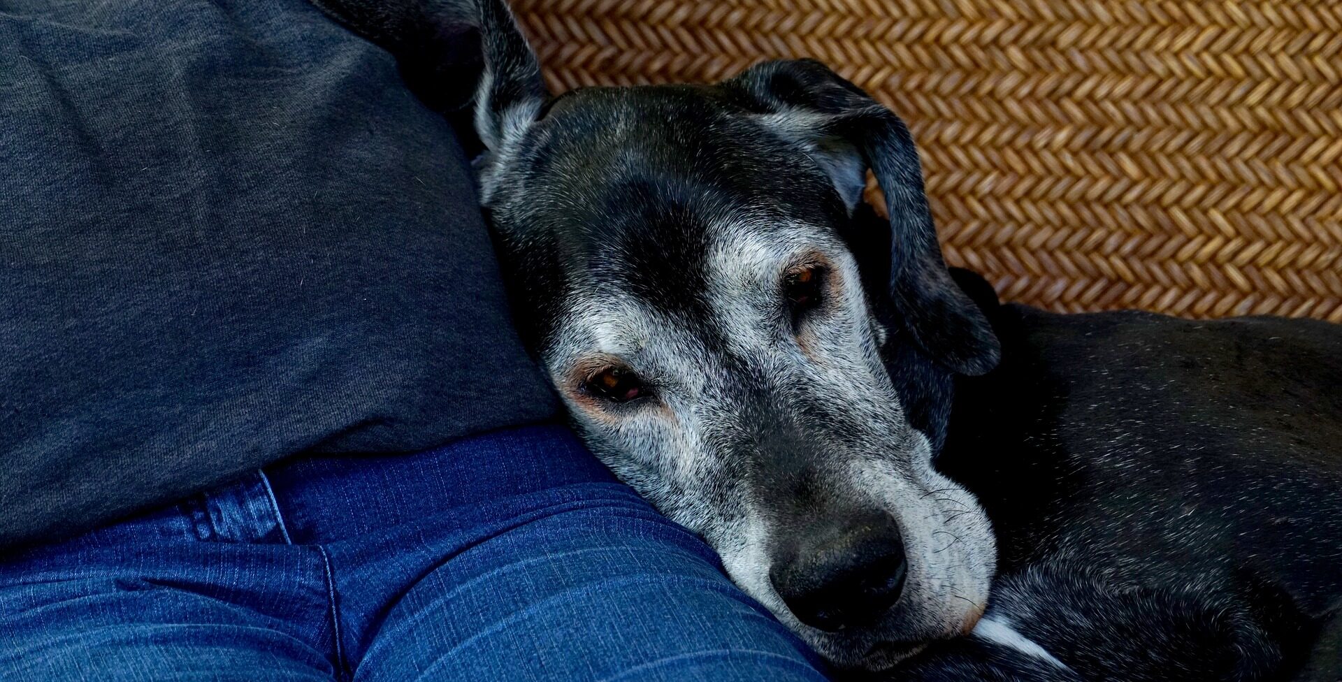 Understanding Healthy Foods for senior dogs
