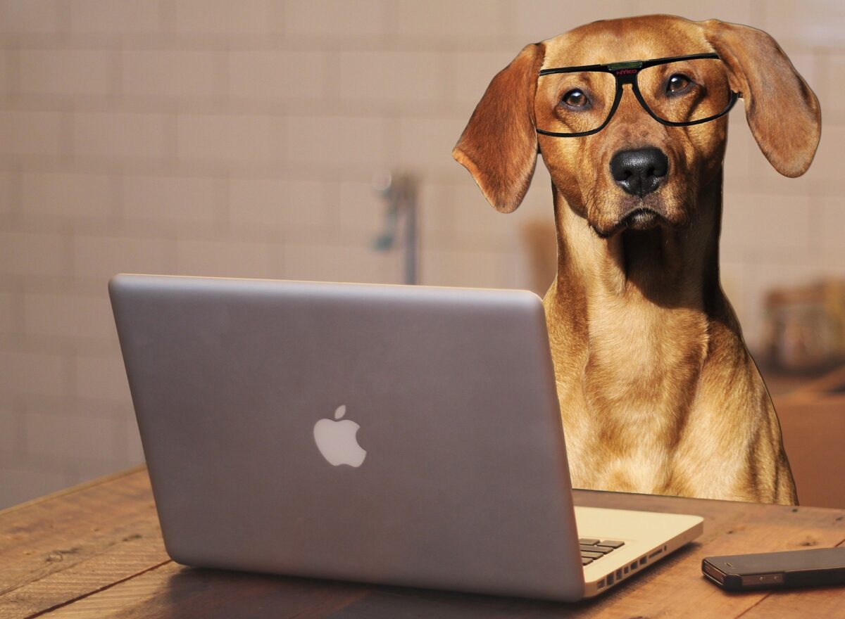 How to read healthy pet food labels