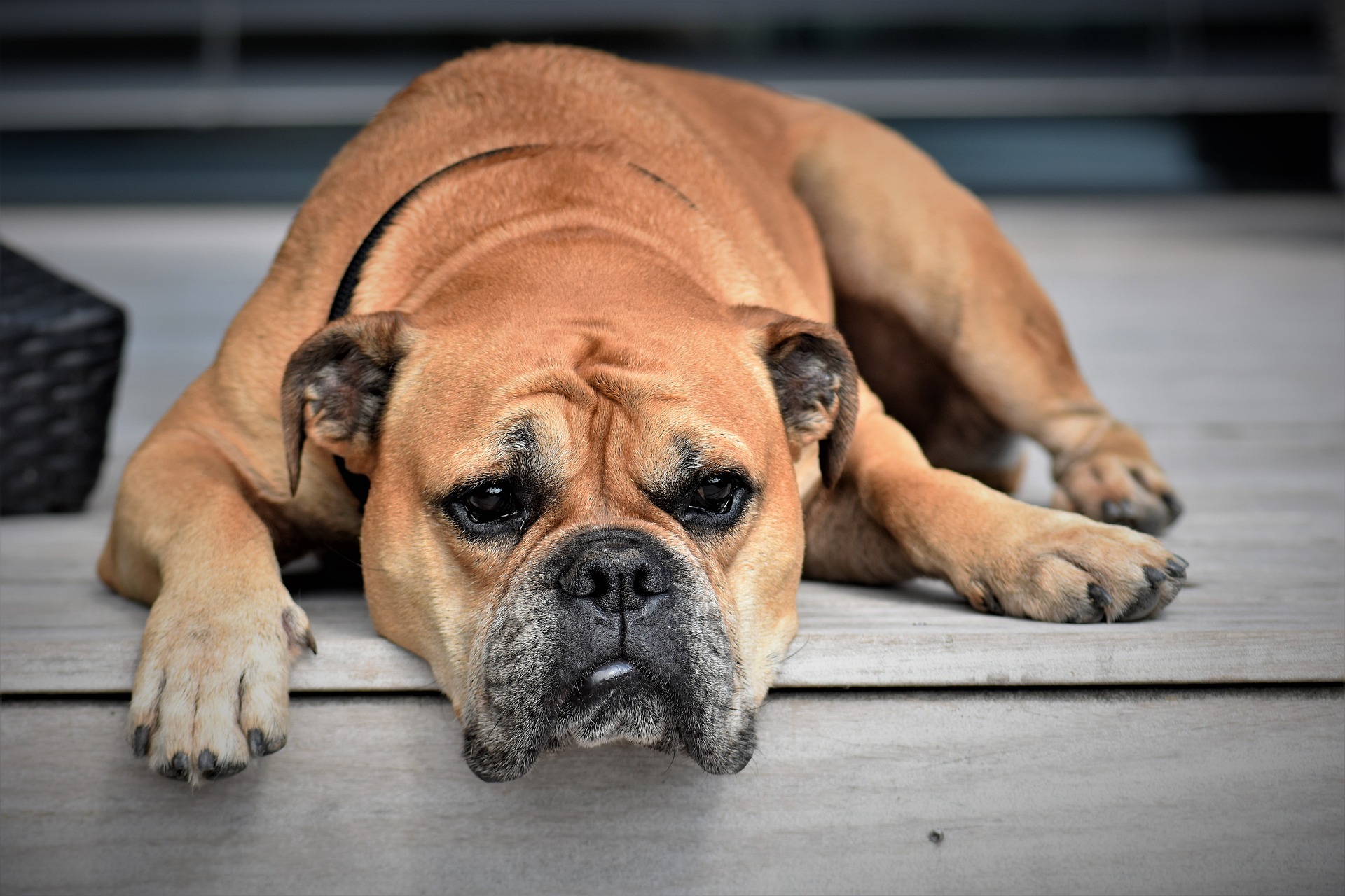 Understanding Healthy Foods for dogs