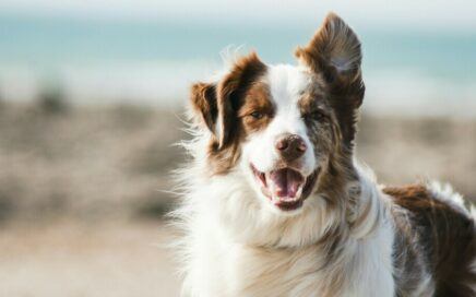 A Guide to the Top-rated Pet Foods for Optimal Health
