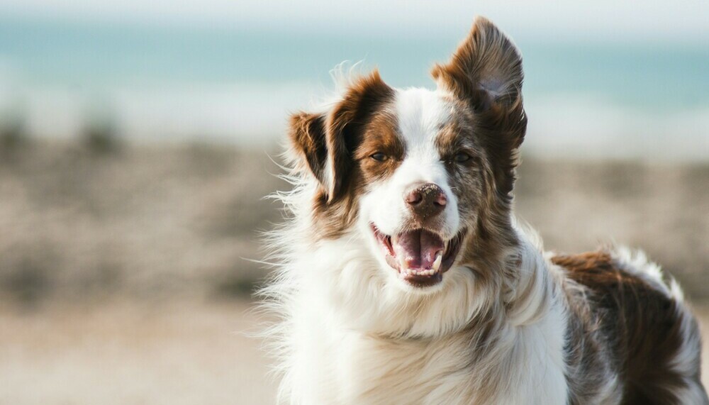 A Guide to the Top-rated Pet Foods for Optimal Health