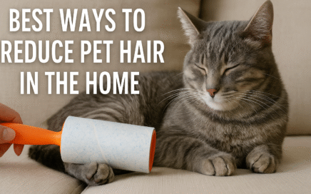 Gray tabby cat lounging on beige couch while a lint roller removes pet hair, with caption reading Best Ways to Reduce Pet Hair in the Home.